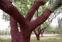 �ИI(y��)֪�R�N��׌���˽����������