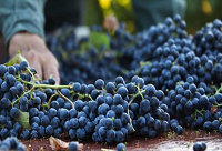 ���t�Ƶ����ѷN�